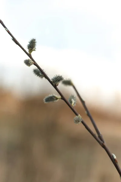 Salix Caprea Saule Chèvre Également Connu Sous Nom Saule Chatte — Photo