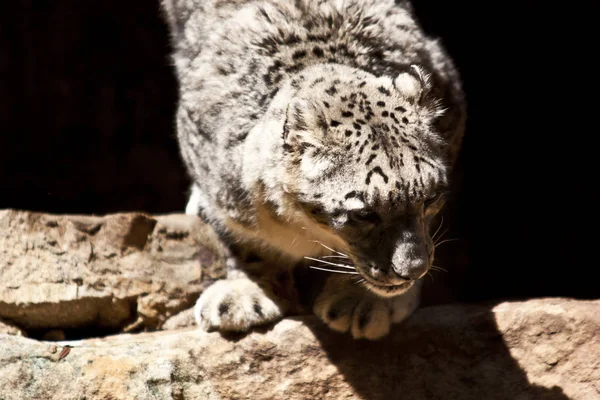 Pamuk Prenses Panter 