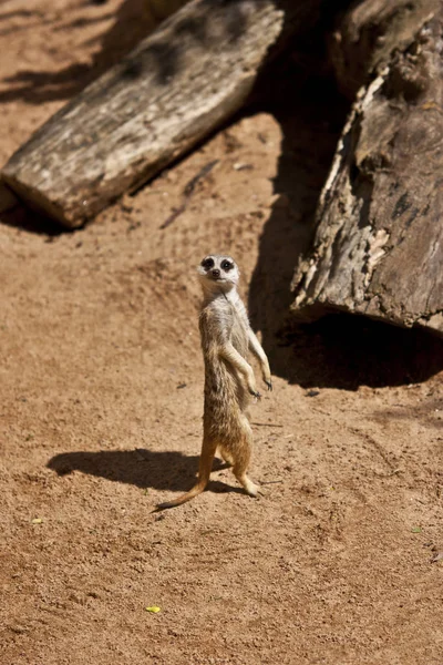 Yalnız bir suricate