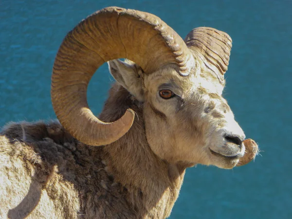 Kanada vahşi yaşamı