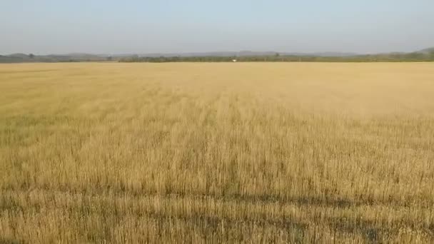 Buğday alanın üzerinde havada uçan — Stok video