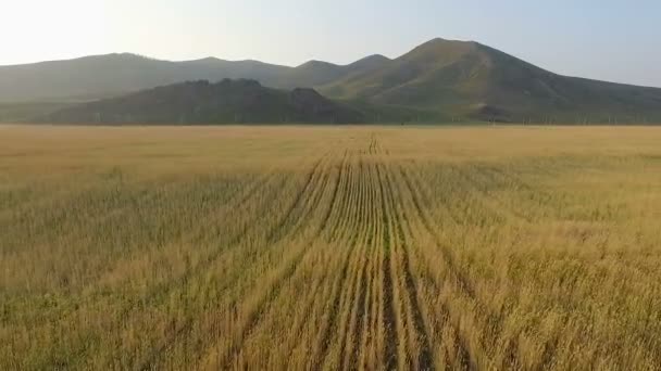 Vista aérea do campo de cevada orgânica — Vídeo de Stock