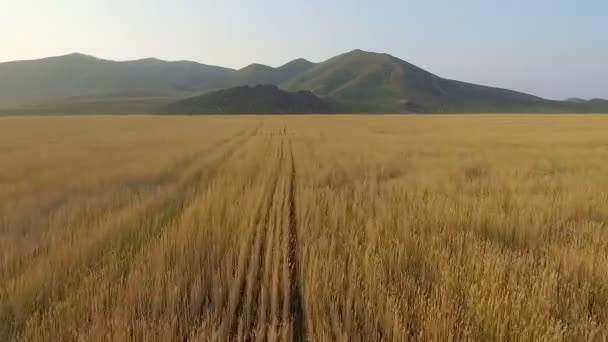 有机大麦田间的鸟瞰图 — 图库视频影像