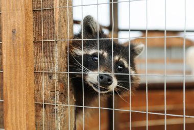 hayvanlar esaret içinde.