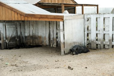 Siyah domuz çit yalan.