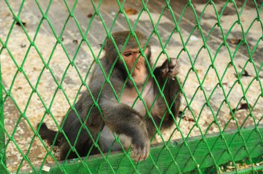 Bir kafeste makak vardır.
