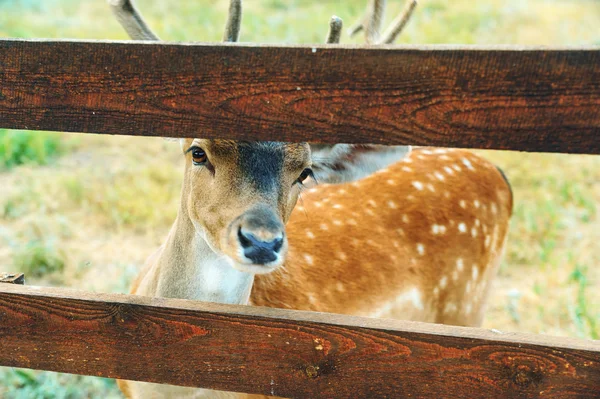 Deer is a fence. — Stock Photo, Image