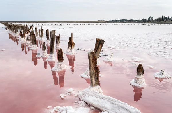 Salt Lake med rosa vatten. — Stockfoto