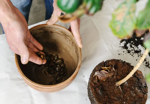 Replantación de planta de interior enferma . — Foto de Stock