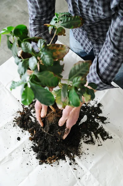 Replantación de planta de interior enferma . — Foto de Stock