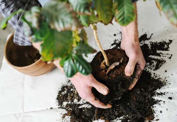 Replantación de planta de interior enferma . — Foto de Stock