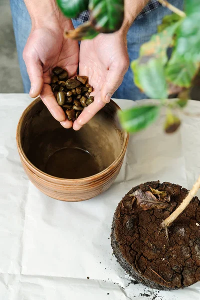 Replantación de planta de interior enferma . — Foto de Stock