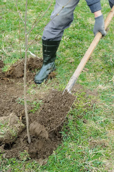 Plantando uma árvore . — Fotografia de Stock