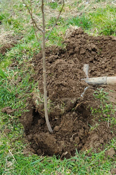 Plantando uma árvore . — Fotografia de Stock