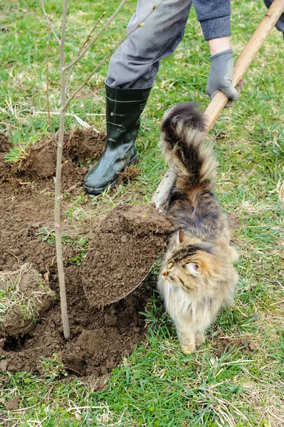 Plantando uma árvore . — Fotografia de Stock