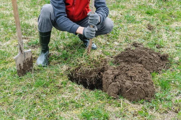 Een man die een boom plant. — Stockfoto