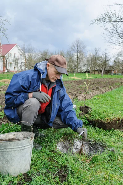 Plantera fruktträd. — Stockfoto