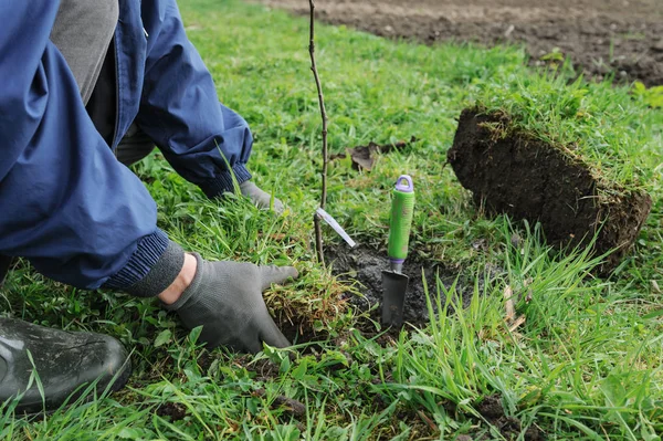 Aanplant van fruitbomen. — Stockfoto