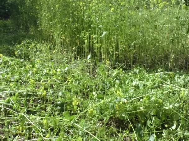 Fauchage à la broche .