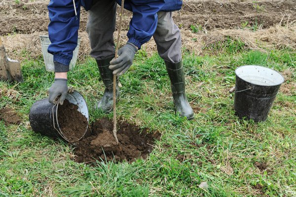 Planting fruit trees.