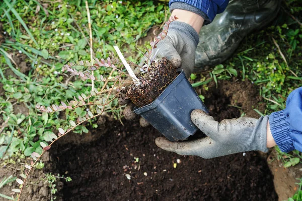 Plantando arbustos de baga . — Fotografia de Stock
