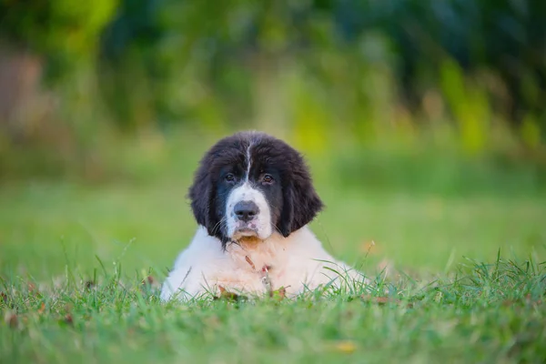 Newfoudland cão landseer — Fotografia de Stock