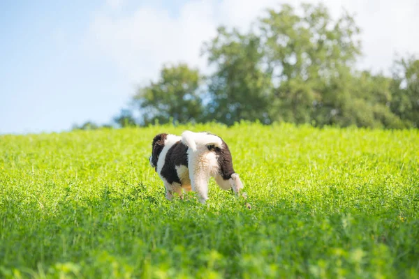 Landseer perro cachorro — Foto de Stock
