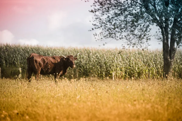 Vache Salers Aurillac Vitrac Cantal —  Fotos de Stock