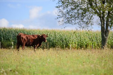 wahe de Salers aurillac vitrac cantal