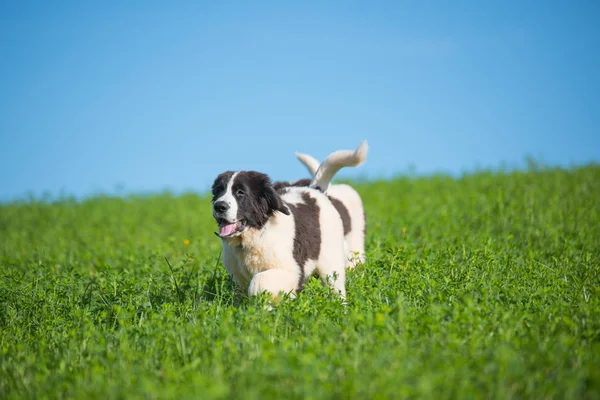 Landseer Cão Jogar Jardim — Fotografia de Stock