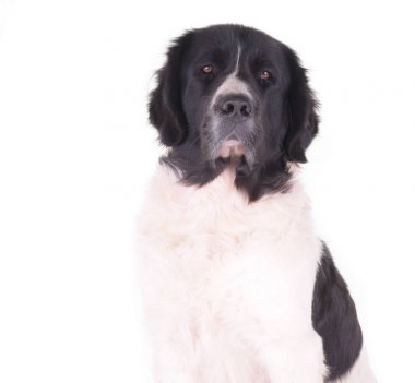 Landseer köpek yavrusu beyaz arka planda