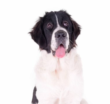 Landseer köpek yavrusu beyaz arka planda