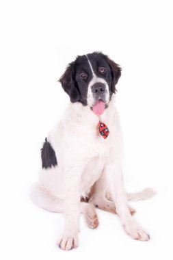 Landseer köpek yavrusu beyaz arka planda