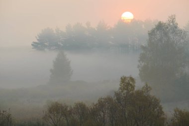 Orman yolu sabah sis içinde