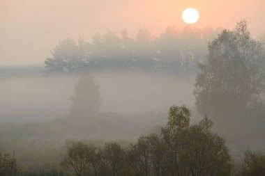 yoğun sabah sis su birikintisi tarafından yaz ormanda