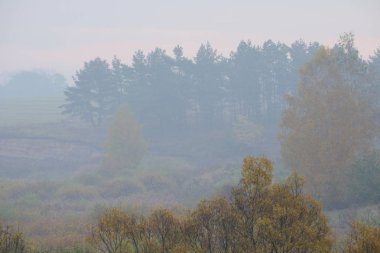 yoğun sabah sis su birikintisi tarafından yaz ormanda