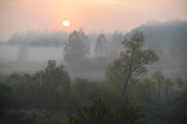 Orman yolu sabah sis içinde