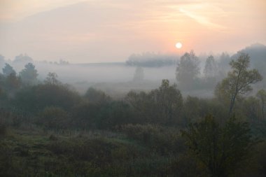 yoğun sabah sis su birikintisi tarafından yaz ormanda