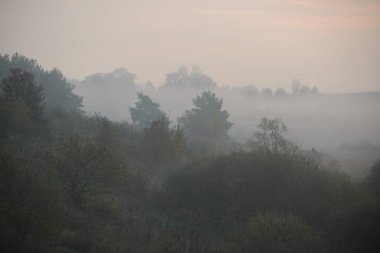 kalın sabah sis orman gizler