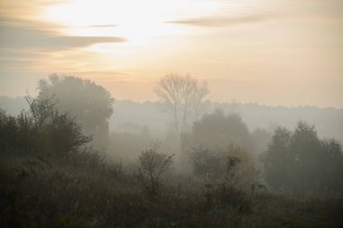 yoğun sabah sis su birikintisi tarafından yaz ormanda