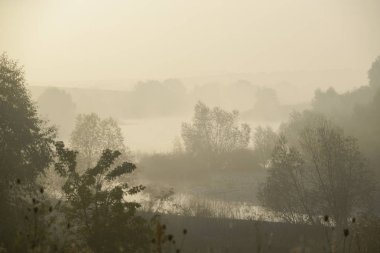 kalın sabah sis orman gizler