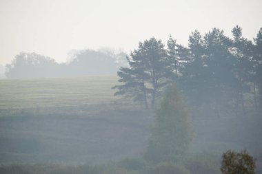 kalın sabah sis orman gizler