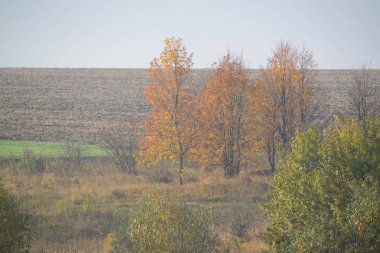 kalın sabah sis orman gizler
