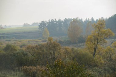 kalın sabah sis orman gizler