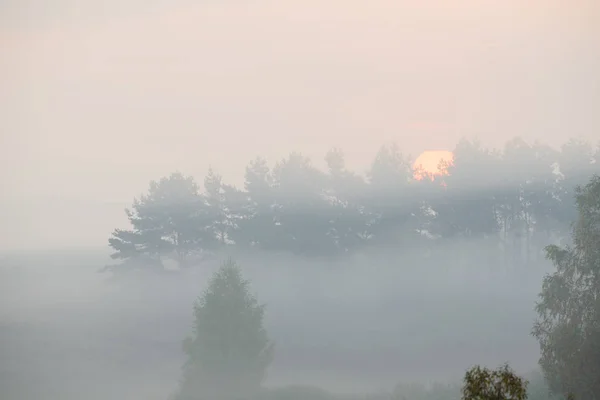 Forest road in de ochtend mist — Stockfoto