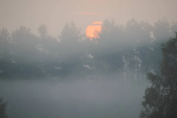 Waldstraße im Morgennebel — Stockfoto