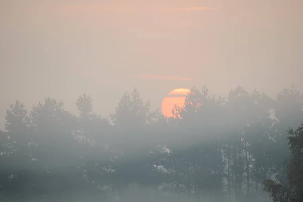 Niebla densa de la mañana en los bosques de verano junto al estanque —  Fotos de Stock