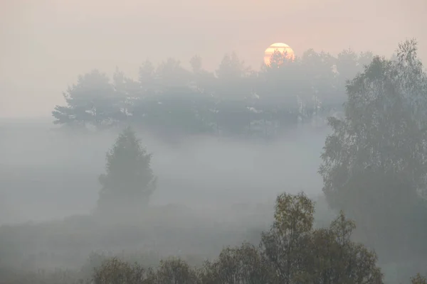 Το πρωί πυκνή ομίχλη στο δάσος καλοκαίρι από τη λίμνη — Φωτογραφία Αρχείου