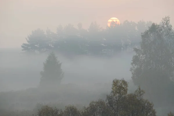 Tät morgondimma i sommar skogen vid dammen — Stockfoto