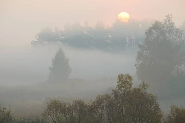 Waldstraße im Morgennebel — Stockfoto